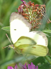 Clouded Sulphur